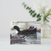 Ik hou van Ducks Briefkaart (Staand voorkant)