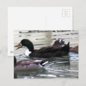Ik hou van Ducks Briefkaart (Voorkant / Achterkant)