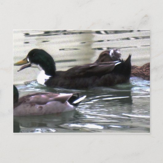 Ik hou van Ducks Briefkaart (Voorkant)