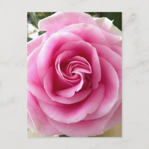 Ik hou van je bloeiende roze roos briefkaart