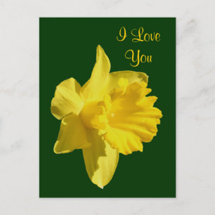 Ik hou van je Daffodil Flower Photo Briefkaart