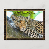 Ik hou van je luipaard foto briefkaart (Voorkant)
