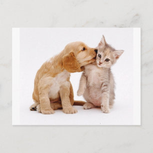 Ik hou van je! Puppy Kisses verrast Kitten! Briefkaart
