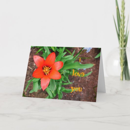 Ik hou van je-Red Tulip Kaart (Voorkant)