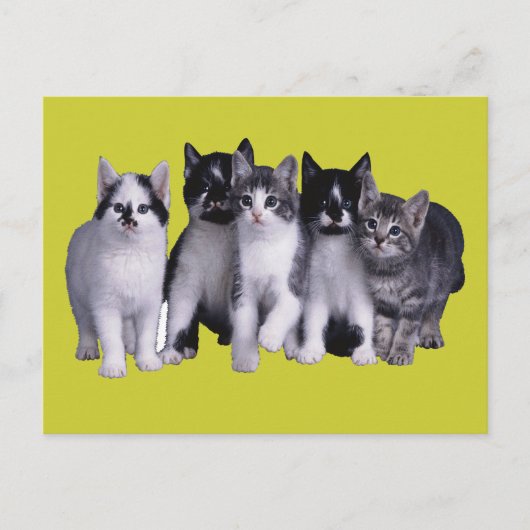 Ik hou van Katten van Junglewalk.com Briefkaart (Voorkant)