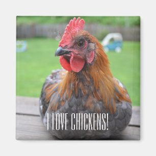 Ik hou van kippen... Zwarte koper Maran Roo Magnet