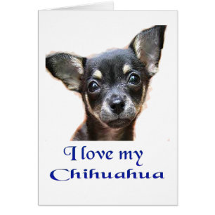 Ik hou van Mijn Chihuahua