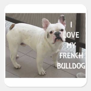 Ik hou van mijn Franse Bulldog Vierkante Sticker