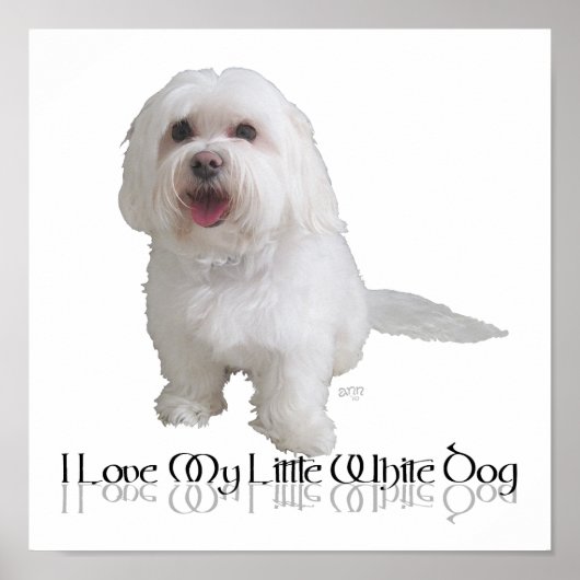 Ik hou van mijn kleine witte hond - Havanese Poster (Voorkant)