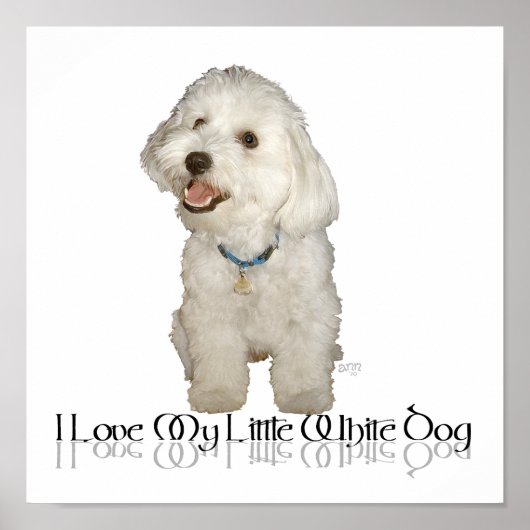 Ik hou van mijn kleine witte hond - Havanese Poster (Voorkant)