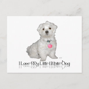 Ik hou van mijn kleine witte hond - Maltese ! Briefkaart