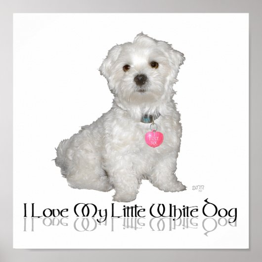 Ik hou van mijn kleine witte hond - Maltese ! Poster (Voorkant)