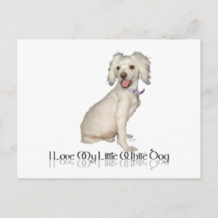 Ik hou van mijn kleine witte hond - poedel / Bicho Briefkaart