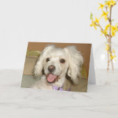 Ik hou van mijn kleine witte hond poel / Bichon Mi Kaart (Gele Bloem)