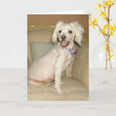 Ik hou van mijn kleine witte hond poel / Bichon Mi Kaart (Gele Bloem)