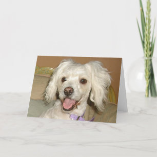 Ik hou van mijn kleine witte hond Poodle / Bichon Kaart