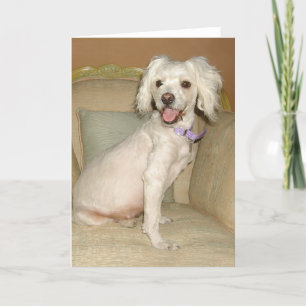 Ik hou van mijn kleine witte hond Poodle / Bichon  Kaart