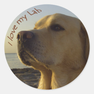 Ik hou van mijn lab ronde sticker
