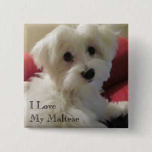 Ik hou van mijn Maltese Button