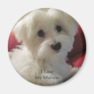 Ik hou van mijn Maltese Magnet