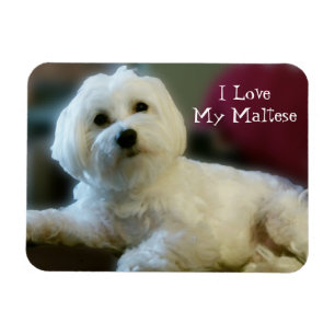 Ik hou van mijn Maltese Magnet Magneet