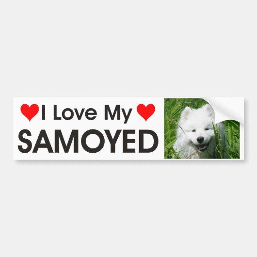 Ik hou van mijn Samoyed Bumpersticker (Voorkant)