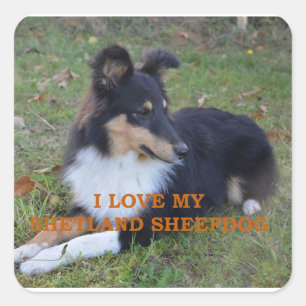 Ik hou van mijn Shetland Sheepdog Black Tri Vierkante Sticker