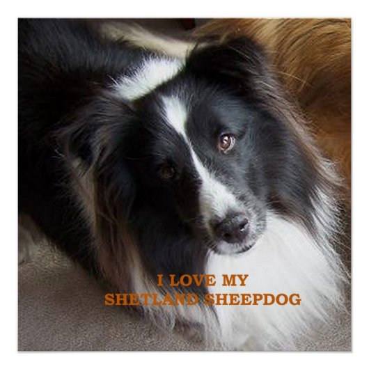 Ik hou van mijn Shetland Sheepdog Perfect Poster (Voorkant)