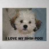 IK HOU VAN MIJN SHIH-POO! POSTER (Voorkant)