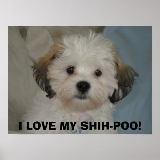 IK HOU VAN MIJN SHIH-POO! POSTER (Voorkant)