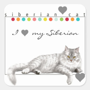 Ik hou van mijn Siberische kat-stickers Vierkante Sticker