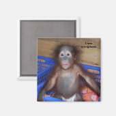 Ik hou van orangutanen magneet (Voorkant / Achterkant)