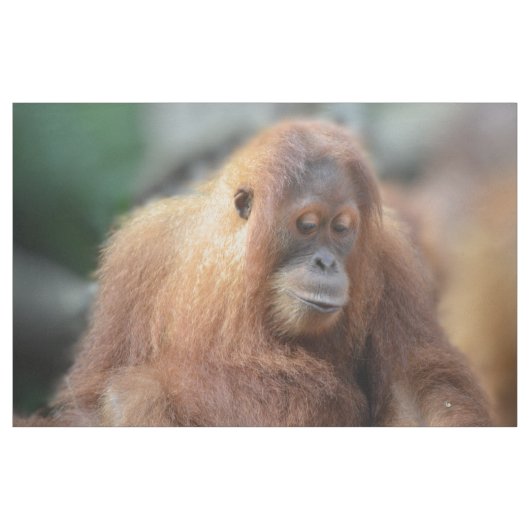 Ik hou van Orangutans Stof (Yard (91,4 cm))
