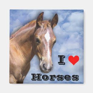 Ik hou van paarden 🐎 magneet