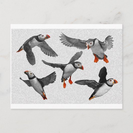 Ik hou van Puffins! Briefkaart (Voorkant)