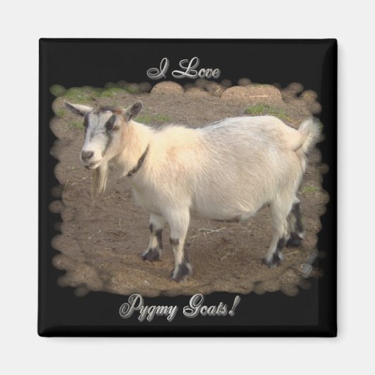 Ik hou van Pygmy Goats magneten (Voorkant)