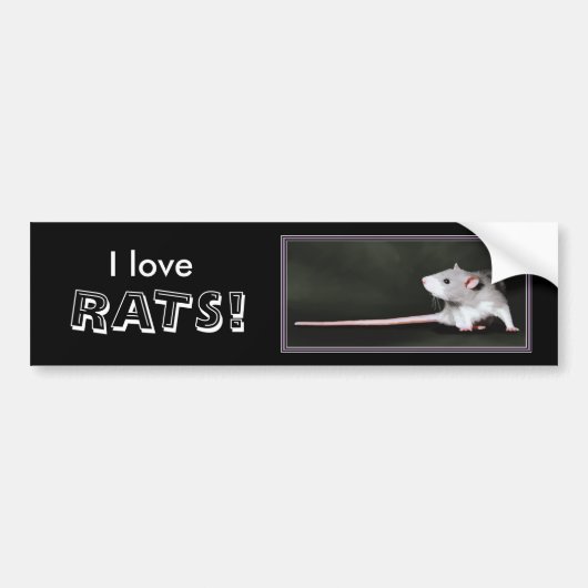 Ik hou van RATTEN! - bumpersticker over ratten (Voorkant)