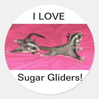 IK HOU VAN Sugar gliders! STICKER