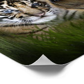 Ik hou van Tigers Poster (Hoek)