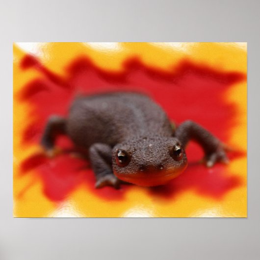 Ik hou van watersalamanders Fijne Kunst Prints (Voorkant)