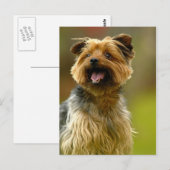 Ik hou van Yorkies! Briefkaart (Voorkant / Achterkant)