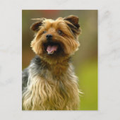 Ik hou van Yorkies! Briefkaart (Voorkant)
