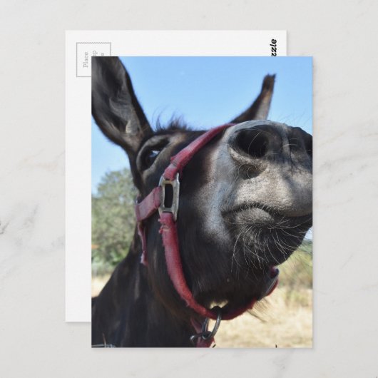 Ik houd van Ezels! Briefkaart (Voorkant / Achterkant)