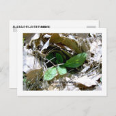 Ik juf u (Zuid-Korea) Briefkaart (Voorkant / Achterkant)