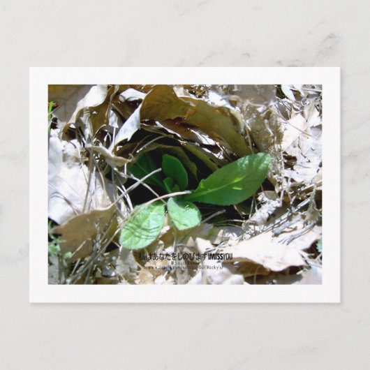 Ik juf u (Zuid-Korea) Briefkaart (Voorkant)