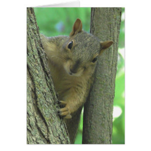 Ik juffrouw u Squirrel-fotokaart
