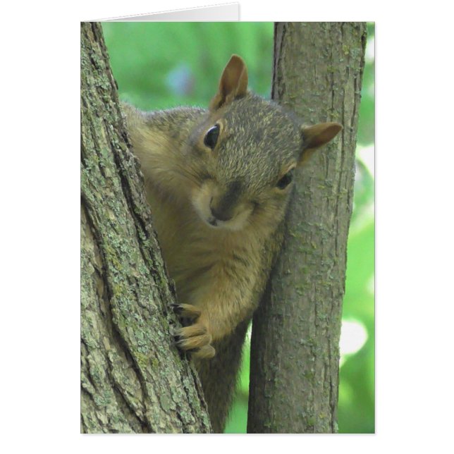 Ik juffrouw u Squirrel-fotokaart (Voorkant)