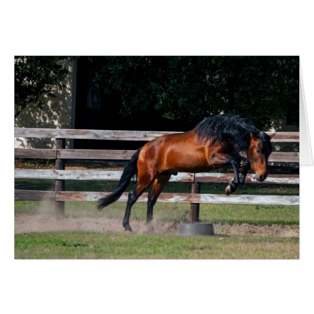 Ik kan springen (Voorkant Horizontaal)