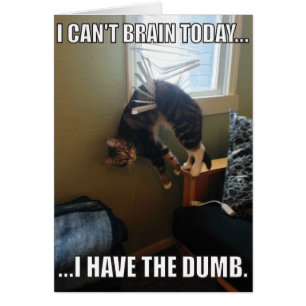 Ik kan vandaag niet hersenen. Ik heb de domme (kat