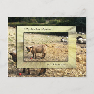Ik ken mijn schapen briefkaart